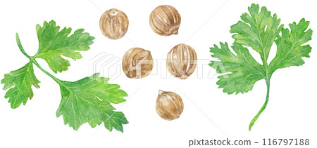 Coriander (Coriander) watercolor illustration, fruits and seeds 116797188