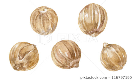 Coriander seeds watercolor illustration 116797190