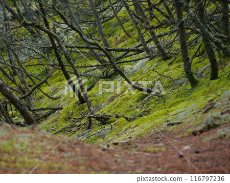 Coniferous forest, thick moss, reindeer moss and Cladonia lichen cover the ground around walking paths, Skagen, Denmark 116797236