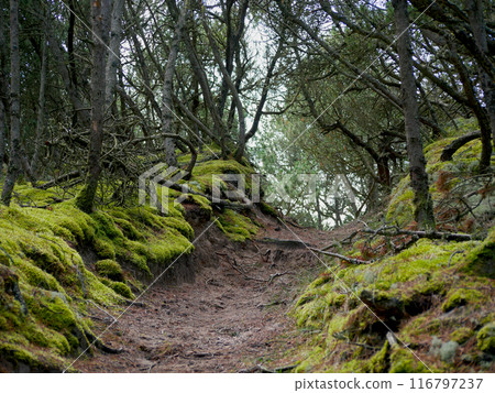 Coniferous forest, thick moss, reindeer moss and Cladonia lichen cover the ground around walking paths, Skagen, Denmark Coniferous forest, thick moss, reindeer moss and Cladonia lichen cover the ground around walking paths, Skagen, Denmark 116797237
