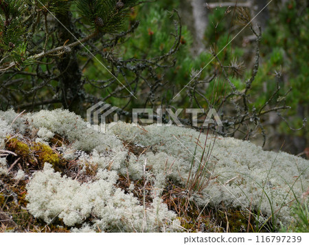 Coniferous forest, close up of moss, reindeer moss and Cladonia lichen cover the ground around walking paths, Skagen, Denmark Coniferous forest, close up of moss, reindeer moss and Cladonia lichen cover the ground around walking paths, Skagen, Denmark 116797239