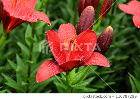 埼玉縣深谷市水之天堂露台，美麗的百合花在雨中浸泡 116797289