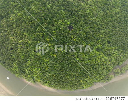 Amazing abundant mangrove forest, Aerial view of forest trees, Rainforest ecosystem and healthy environment background,Texture of green trees forest top down, High angle view 116797377