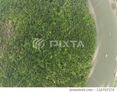 Amazing abundant mangrove forest, Aerial view of forest trees, Rainforest ecosystem and healthy environment background,Texture of green trees forest top down, High angle view Amazing abundant mangrove forest, Aerial view of forest trees, Rainforest ecosystem and healthy environment background,Texture of green trees forest top down, High angle view 116797379