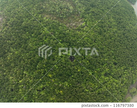 Amazing abundant mangrove forest, Aerial view of forest trees, Rainforest ecosystem and healthy environment background,Texture of green trees forest top down, High angle view Amazing abundant mangrove forest, Aerial view of forest trees, Rainforest ecosystem and healthy environment background,Texture of green trees forest top down, High angle view 116797380