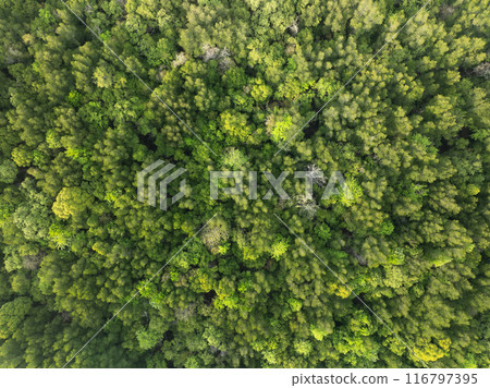 Amazing abundant mangrove forest, Aerial view of forest trees, Rainforest ecosystem and healthy environment background,Texture of green trees forest top down, High angle view 116797395