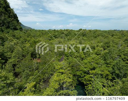 Amazing abundant mangrove forest, Aerial view of forest trees, Rainforest ecosystem and healthy environment background,Texture of green trees forest top down, High angle view Amazing abundant mangrove forest, Aerial view of forest trees, Rainforest ecosystem and healthy environment background,Texture of green trees forest top down, High angle view 116797409
