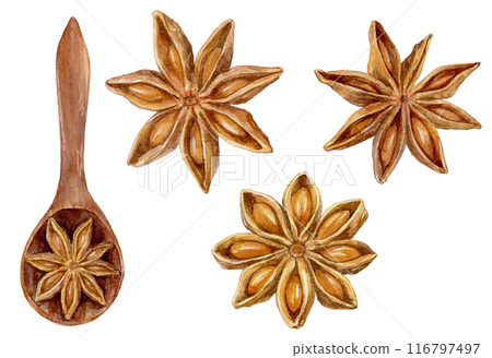 八角茴香水彩插圖集 八角茴香水彩插圖集 116797497