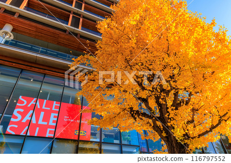 東京澀谷區原宿車站周圍的秋葉 116797552