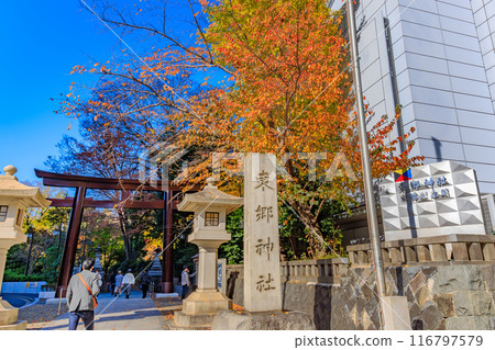 Tokyo, Shibuya Ward, Autumn leaves around Harajuku 116797579