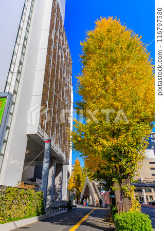 Tokyo, Shibuya Ward, Autumn leaves around Harajuku Tokyo, Shibuya Ward, Autumn leaves around Harajuku 116797580
