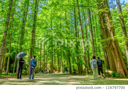 Spring Ikuta Ryokuchi: Image of fresh greenery 116797700