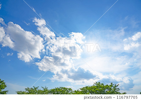 Summer clouds, trees and sun 116797705