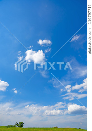 Summer blue sky and meadow Summer blue sky and meadow 116797713