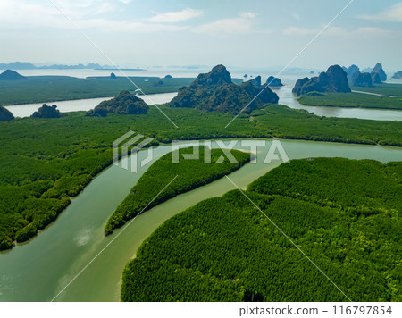 Amazing abundant mangrove forest, Aerial view of forest trees Rainforest ecosystem and healthy environment background, Texture of green trees forest top down, High angle view Amazing abundant mangrove forest, Aerial view of forest trees Rainforest ecosystem and healthy environment background, Texture of green trees forest top down, High angle view 116797854