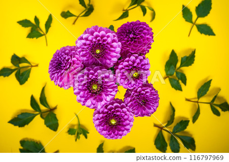 Pink dahlia flowers bouquet on a yellow background Pink dahlia flowers bouquet on a yellow background 116797969
