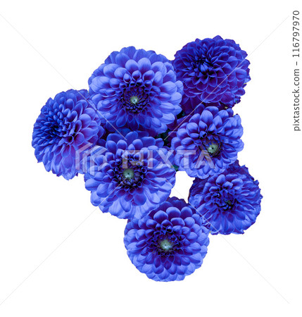 Dahlia flowers isolated on a white background. Blue bud. Dahlia flowers isolated on a white background. Blue bud. 116797970
