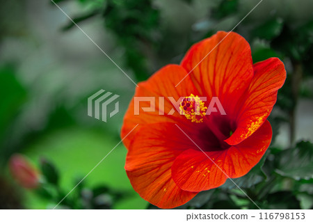 熱帶花卉木槿夏日微風 116798153