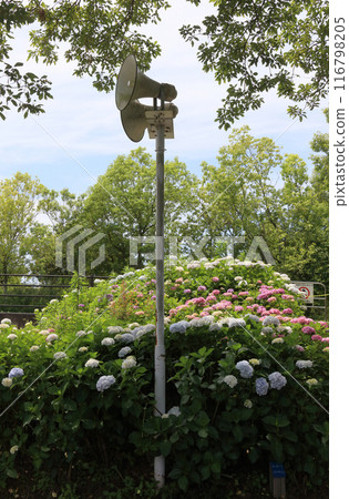 Public address system and hydrangeas at Sanuki Manno National Park Public address system and hydrangeas at Sanuki Manno National Park 116798205