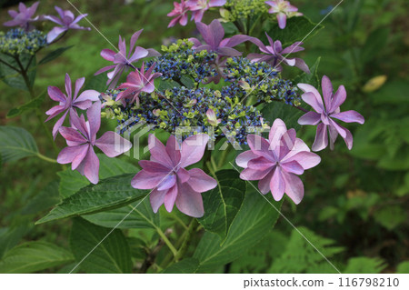 雙花繡球花 雙花繡球花 116798210