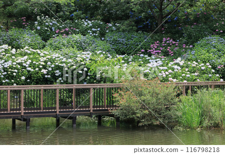 贊岐滿濃國立公園的繡球花 116798218