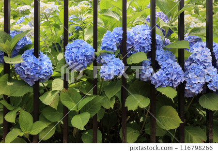 Captive Hydrangea (Sanuki Manno National Government Park) Captive Hydrangea (Sanuki Manno National Government Park) 116798266