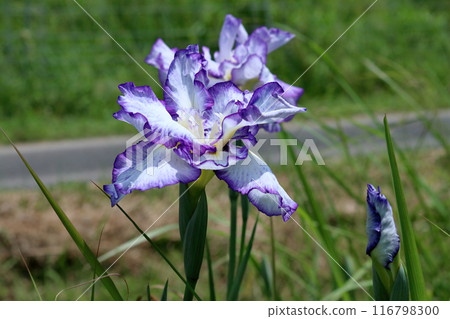 鳶尾花和花蕾（高知縣四萬十市） 116798300