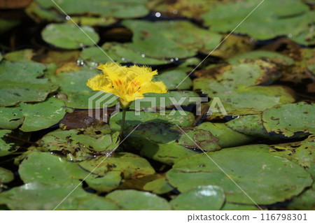 蜻蜓池裡盛開的朝薩（高知縣四萬十市蜻蜓自然公園） 116798301