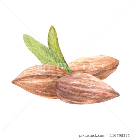 Realistic almond nuts with leaves. Handful of peeled kernel. Watercolor hand painted illustration. Healthy vegan stone fruit Food composition on isolated background Organic snack, product label design 116798335