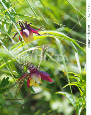 Mountain columbine of Mt. Hiuchi Mountain columbine of Mt. Hiuchi 116798459