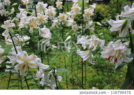 White lily flower 116798478