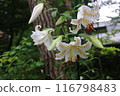 White lily flower 116798483