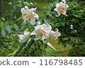 White lily flower 116798485