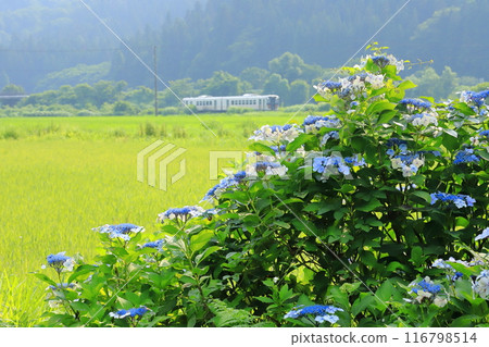 Ban'etsu West Line "Rural scenery and hydrangeas on a clear day during the rainy season" Nishiaizu Town 116798514