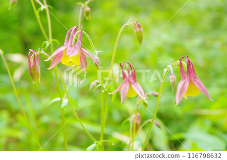 Mountain columbine in Odashirogahara, Oku-Nikko 116798632