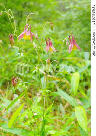 Mountain columbine in Odashirogahara, Oku-Nikko Mountain columbine in Odashirogahara, Oku-Nikko 116798633