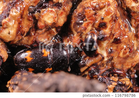 Living creatures, insects, four-spotted grasshoppers, the larger insect. The smaller one is Lewis's grasshoppers Living creatures, insects, four-spotted grasshoppers, the larger insect. The smaller one is Lewis's grasshoppers 116798786