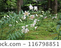 White lily flower 116798851