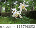 White lily flower 116798852