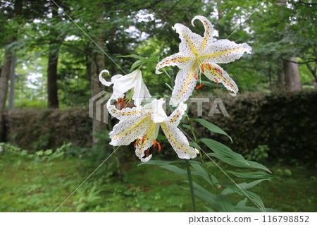White lily flower 116798852
