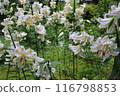 White lily flower 116798853