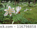 White lily flower 116798858