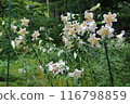 White lily flower 116798859