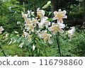 White lily flower 116798860