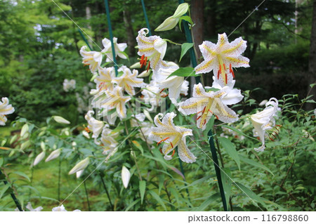 White lily flower White lily flower 116798860