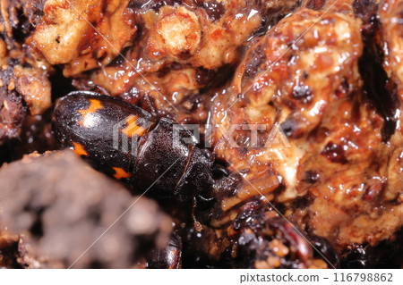 Living creatures, insects, four-spotted grasshoppers, about one centimeter in size. It is on the larger side among grasshoppers, and its mandibles are impressive. 116798862