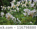 White lily flower 116798880