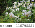 White lily flower 116798881