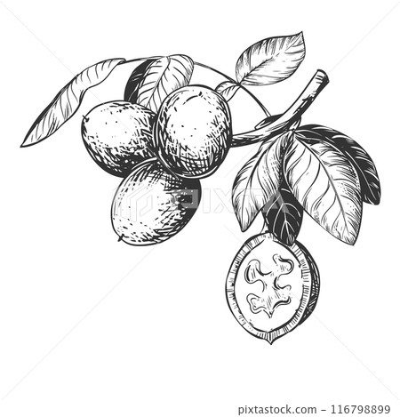 Line sketch of a walnut branch. Hand drawn vector ink drawing of nut. Branch with leaves and harvest. Healthy eating and diet. Outline illustration using engraving technique on a white background. 116798899