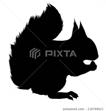 Squirrel silhouette illustration 116799021
